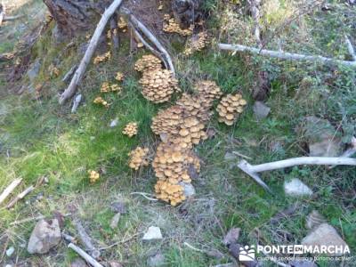 Castañar El Tiemblo,bosque mágico;las mejores rutas de senderismo en madrid